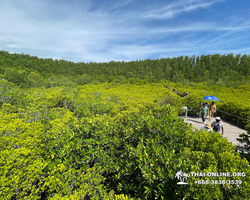 Golden Mangrove Forest tour Seven Countries Pattaya travel photo 10
