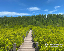 Golden Mangrove Forest tour Seven Countries Pattaya travel photo 22