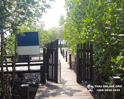 Golden Mangrove Forest tour Seven Countries Pattaya travel photo 25