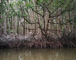 Golden Mangrove Forest tour Seven Countries Pattaya travel photo 21