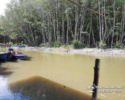 Golden Mangrove Forest tour Seven Countries Pattaya travel photo 31