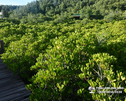 Golden Mangrove Forest tour Seven Countries Pattaya travel photo 17