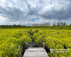 Golden Mangrove Forest tour Seven Countries Pattaya travel photo 30