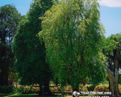 Golden Mangrove Forest tour Seven Countries Pattaya travel photo 265