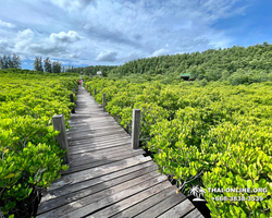 Golden Mangrove Forest tour Seven Countries Pattaya travel photo 12