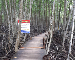 Golden Mangrove Forest tour Seven Countries Pattaya travel photo 19
