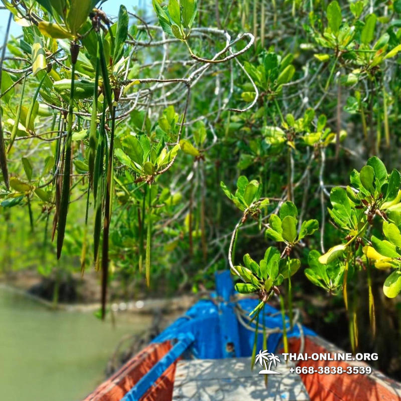 Golden Mangrove Forest tour Seven Countries Pattaya travel photo 220