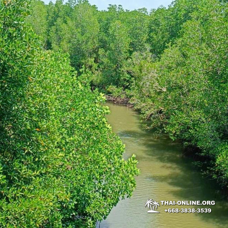 Golden Mangrove Forest tour Seven Countries Pattaya travel photo 217
