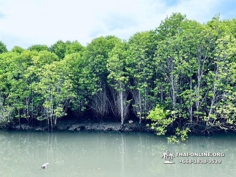 Golden Mangrove Forest tour Seven Countries Pattaya travel photo 9