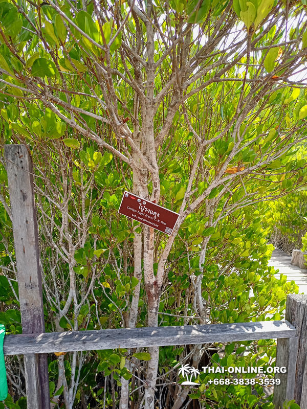 Golden Mangrove Forest tour Seven Countries Pattaya travel photo 5