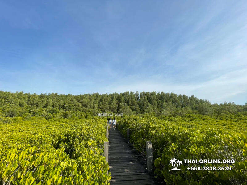 Golden Mangrove Forest tour Seven Countries Pattaya travel photo 44