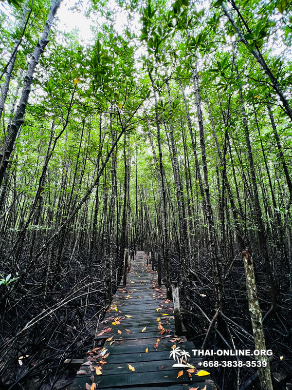 Golden Mangrove Forest tour Seven Countries Pattaya travel photo 11