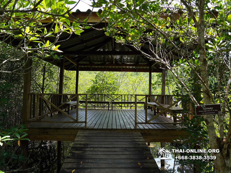 Golden Mangrove Forest tour Seven Countries Pattaya travel photo 3