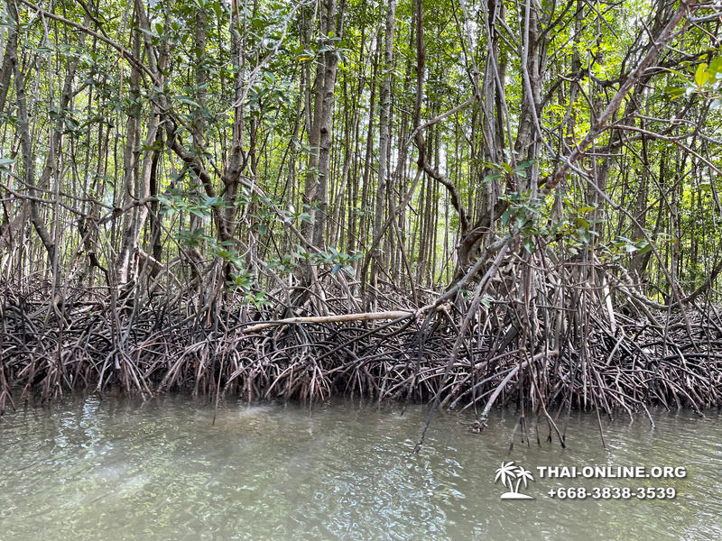 Golden Mangrove Forest tour Seven Countries Pattaya travel photo 4
