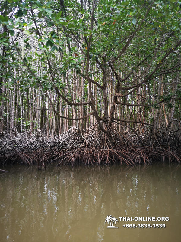 Golden Mangrove Forest tour Seven Countries Pattaya travel photo 13