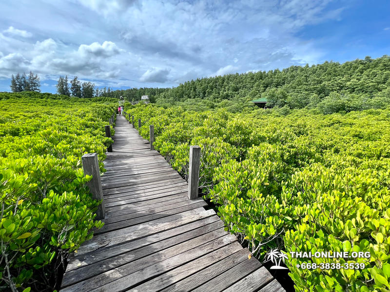 Golden Mangrove Forest tour Seven Countries Pattaya travel photo 13