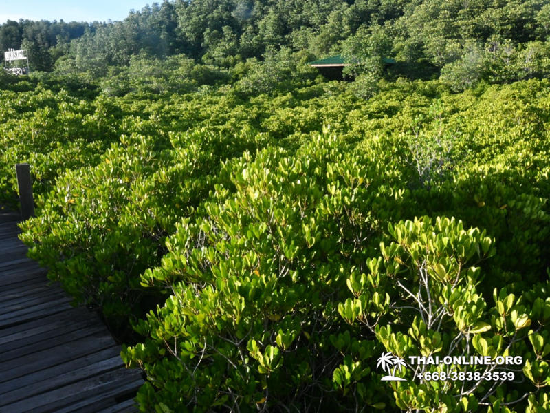 Golden Mangrove Forest tour Seven Countries Pattaya travel photo 17