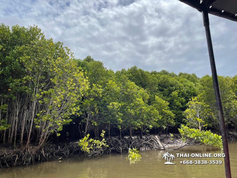 Golden Mangrove Forest tour Seven Countries Pattaya travel photo 36