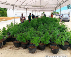 Cannabis Tour Pattaya ganja test excursion Seven Countries photo 4