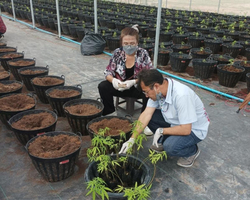 Cannabis Tour Pattaya ganja test excursion Seven Countries photo 26