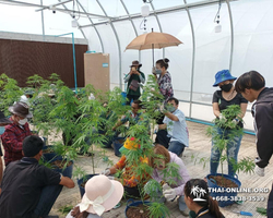 Cannabis Tour Pattaya ganja test excursion Seven Countries photo 25