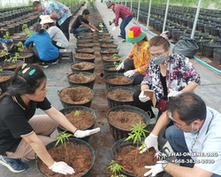 Cannabis Tour Pattaya ganja test excursion Seven Countries photo 16