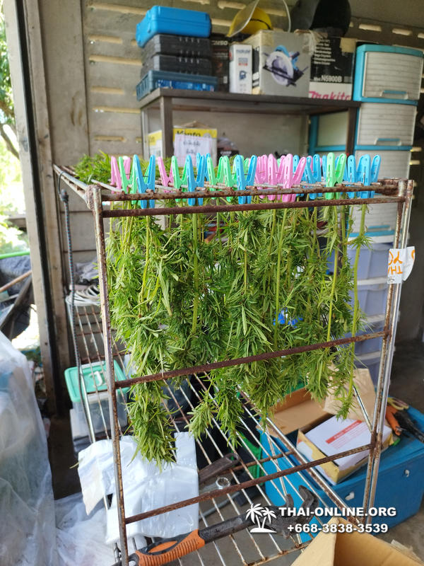 Cannabis Tour Pattaya ganja test excursion Seven Countries photo 12