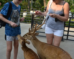 Nong Nooch Garden excursion 7 Countries in Thailand Pattaya photo 1364