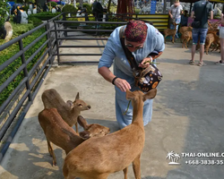 Nong Nooch Garden excursion 7 Countries in Thailand Pattaya photo 1158