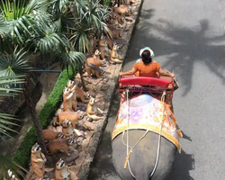 Nong Nooch Garden excursion 7 Countries in Thailand Pattaya photo 767