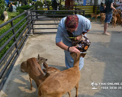 Nong Nooch Garden excursion 7 Countries in Thailand Pattaya photo 1264