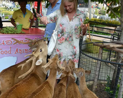 Nong Nooch Garden excursion 7 Countries in Thailand Pattaya photo 651