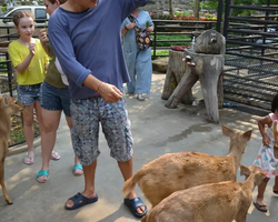 Nong Nooch Garden excursion 7 Countries in Thailand Pattaya photo 1117