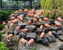 Nong Nooch Garden excursion in Thailand Pattaya - photo 5