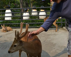 Nong Nooch Garden excursion 7 Countries in Thailand Pattaya photo 1803