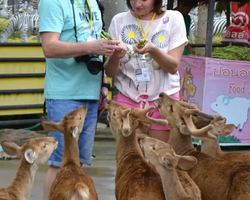 Nong Nooch Garden excursion 7 Countries in Thailand Pattaya photo 1641