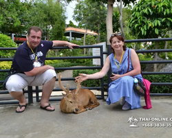 Nong Nooch Garden excursion 7 Countries in Thailand Pattaya photo 742