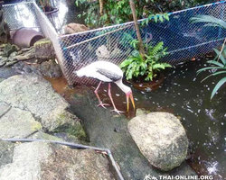 Nong Nooch Garden excursion in Thailand Pattaya - photo 22