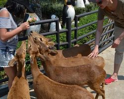 Nong Nooch Garden excursion in Thailand Pattaya - photo 461