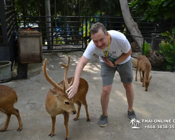 Nong Nooch Garden excursion 7 Countries in Thailand Pattaya photo 2066