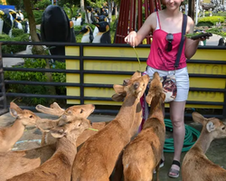 Nong Nooch Garden excursion 7 Countries in Thailand Pattaya photo 788