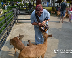 Nong Nooch Garden excursion 7 Countries in Thailand Pattaya photo 1172