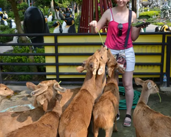 Nong Nooch Garden excursion 7 Countries in Thailand Pattaya photo 739