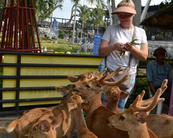 Nong Nooch Garden excursion 7 Countries in Thailand Pattaya photo 888