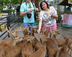 Nong Nooch Garden excursion 7 Countries in Thailand Pattaya photo 880