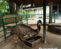 Nong Nooch Garden excursion in Thailand Pattaya - photo 129