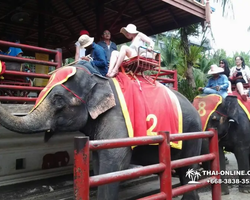 Nong Nooch Garden excursion 7 Countries in Thailand Pattaya photo 1650