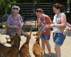 Nong Nooch Garden excursion 7 Countries in Thailand Pattaya photo 1260