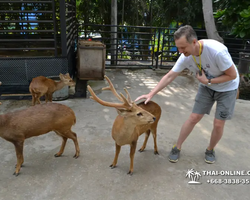 Nong Nooch Garden excursion 7 Countries in Thailand Pattaya photo 1818