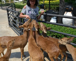 Nong Nooch Garden excursion in Thailand Pattaya - photo 396